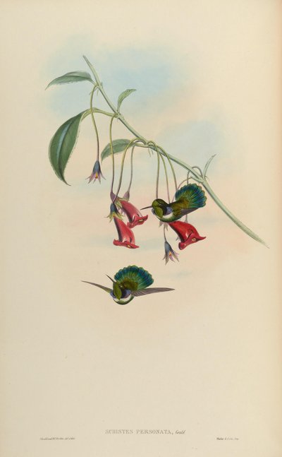 Schistes personata = Schistes geoffroyi albogularis - John Gould